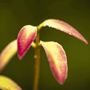 Ceylon Cinnamon Leaf Oil