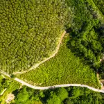 Aerial view of plantation land