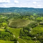 Aerial view of plantation land