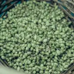 Closeup of fresh Ceylon cardamom