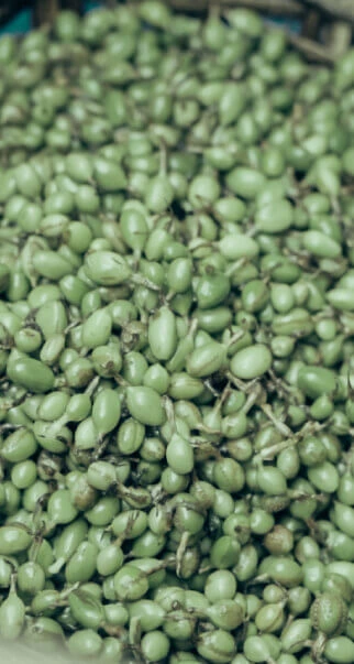 Closeup of fresh Cardamom 
