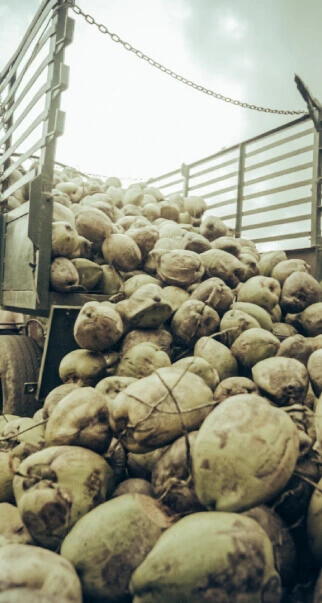 Old coconuts are in the truck.